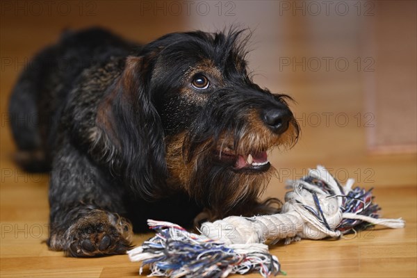 Wire-haired dachshund