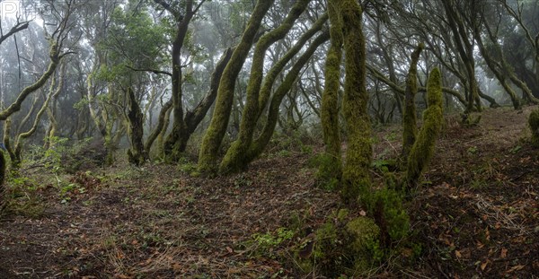 Moss-covered trees in laurel forest