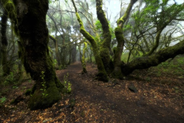 Hiking trail through laurel forest