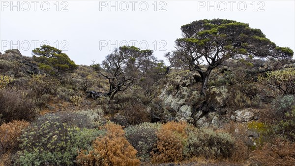 Phoenicean juniper