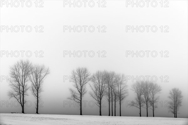 Trees in the fog in winter landscape