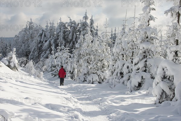 Winter landscape with walkers on the Kahler Asten in Sauerland