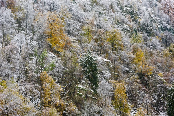 First snow on the autumnal slopes of the Bode Valley in the Harz Mountains