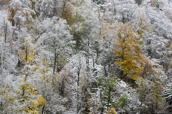 First snow on the autumnal slopes of the Bode Valley in the Harz Mountains