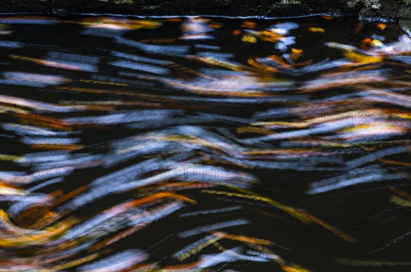 Leaves in the river Bode in the autumnal Harz