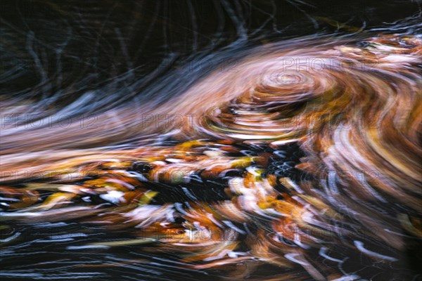 Leaves in the river Bode in the autumnal Harz