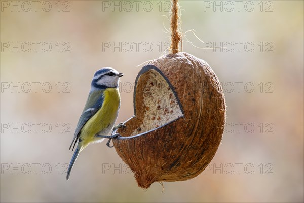 Blue tit