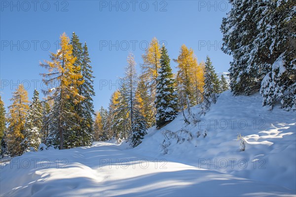 Forest path to Kotalm Mittelleger in snow in late autumn