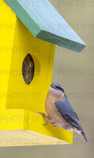 Eurasian nuthatch