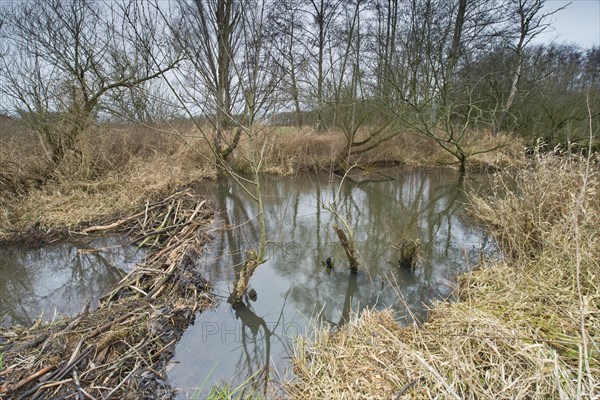 Beaver lodge with dam