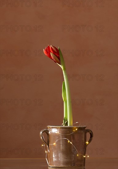 Blossoming Hippeastrum in a pot