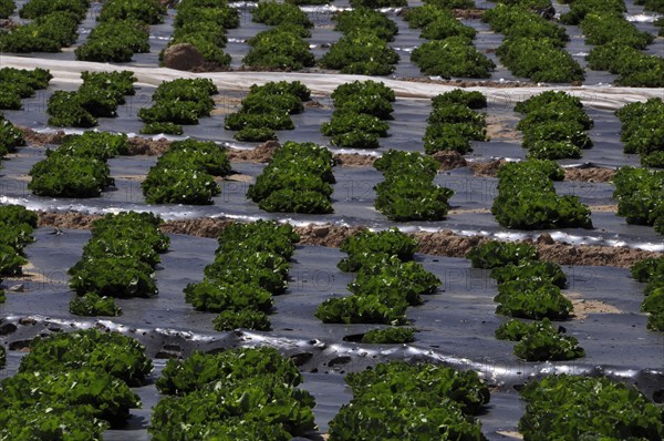 Lettuce field covered with plastic foil
