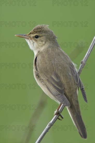 Reed warbler