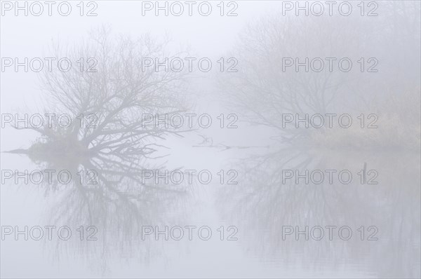 Ems oxbow lake in the fog