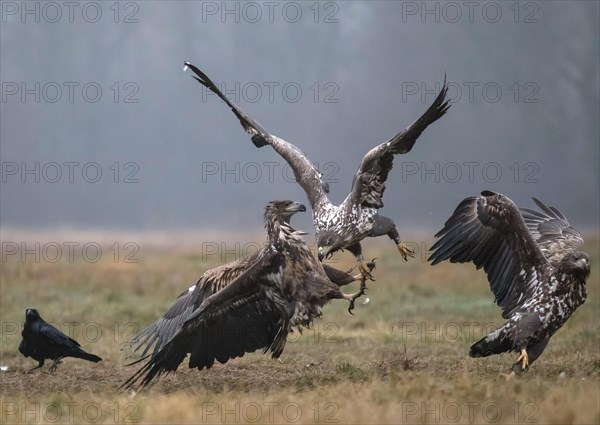 White-tailed eagle