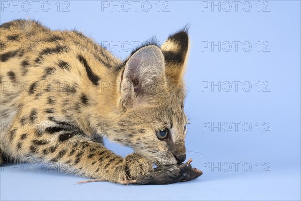 Serval