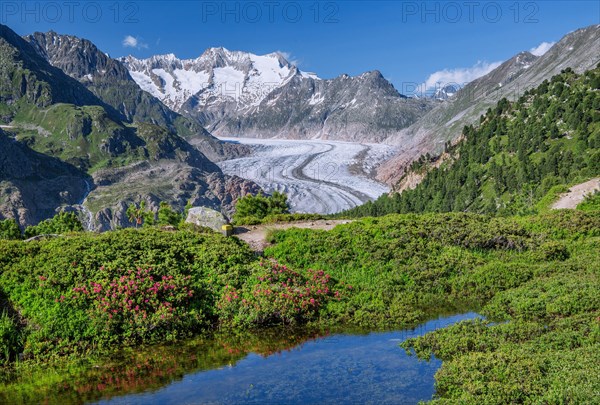 Small mountain lake with flowering alpine roses in front of the Aletsch glacier with Wannenhorn 3906m