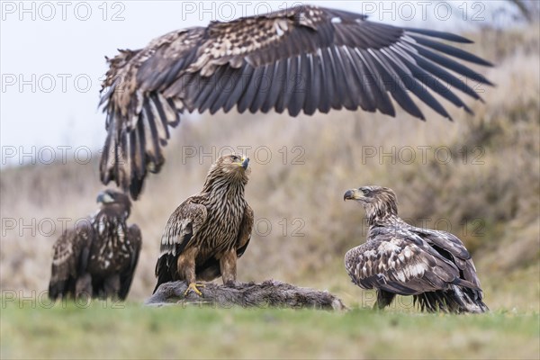 White-tailed eagle