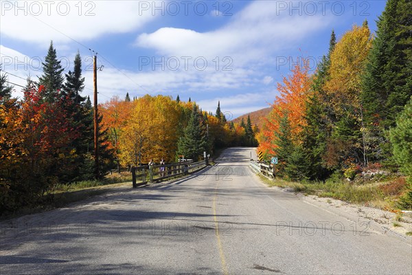 Road in a forest