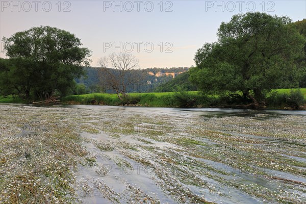 River water crowfoot