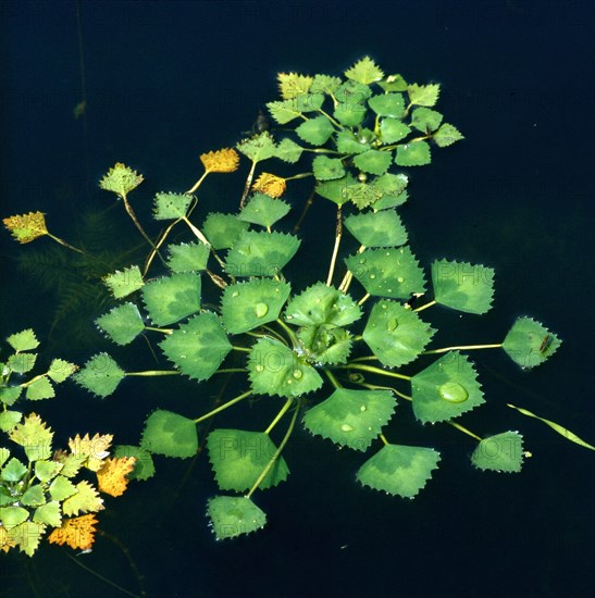 Water nut Trapaceae natans