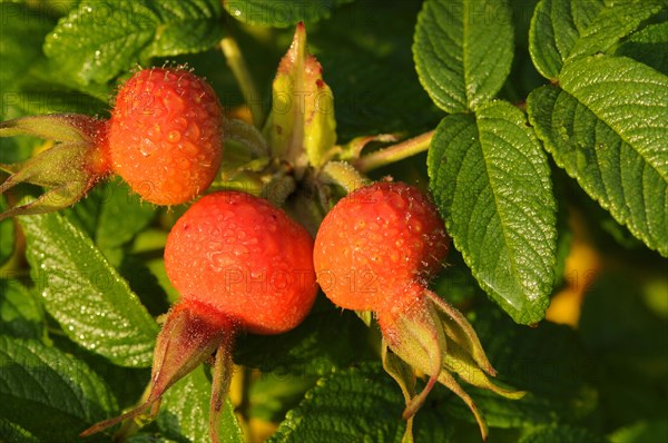 Rugosa rose