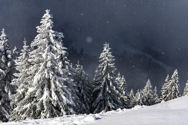 Snow-covered mountain landscape with trees in winter during snowfall