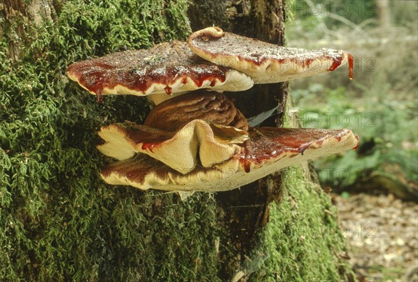 Beefsteak fungus