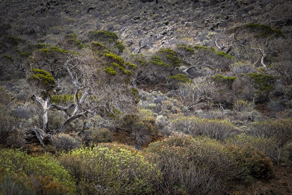 Juniper tree