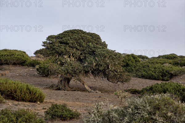 Juniper trees at sunset