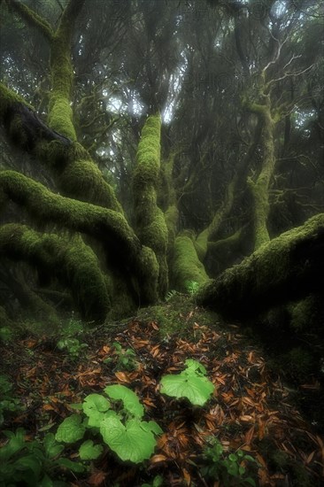 Moss-covered trees in laurel forest