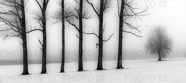 Trees in the fog in winter landscape