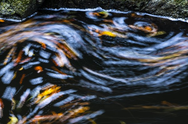 Leaves in the river Bode in the autumnal Harz