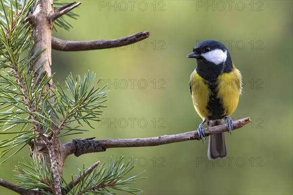 Great tit