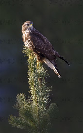 Steppe buzzard