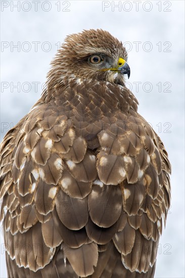 Steppe buzzard