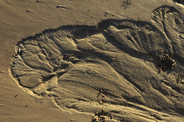 Wavy sand formation on the river bank after flooding