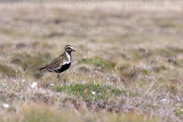 Eurasian golden plover