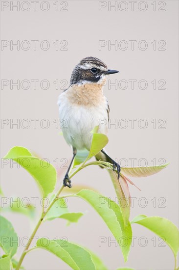 Whinchat