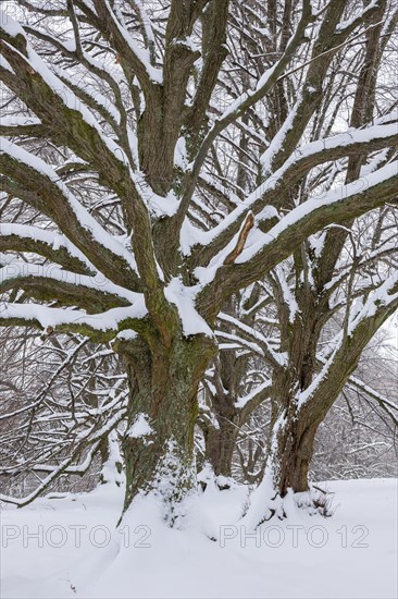 Large-leaved lindens