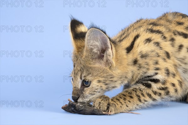 Serval