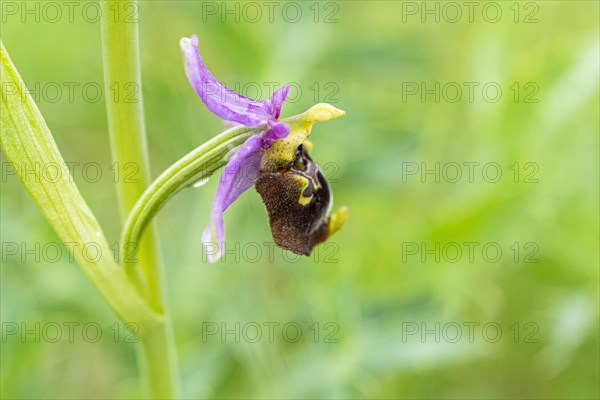 Late spider-orchid