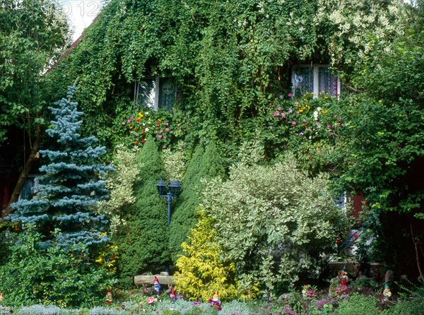 Ivy tendrils and flower garden