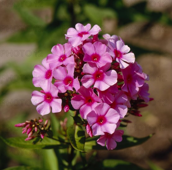 Grosser Staudenphlox