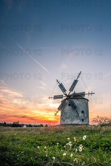 The Old Windmill of Tes at sunset with marguerites