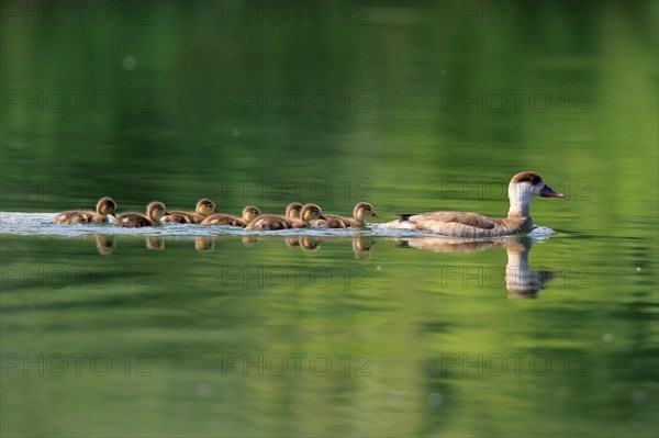 Red-crested pochard