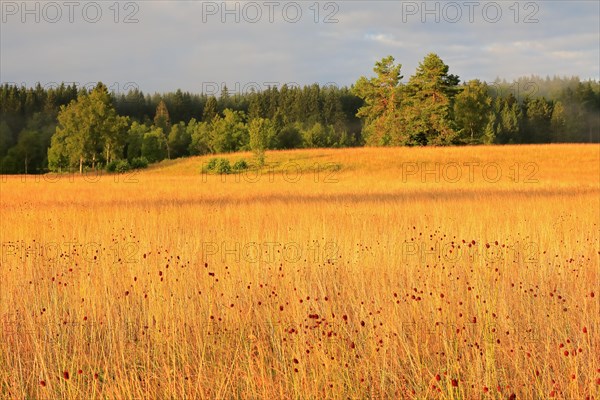 Great burnet