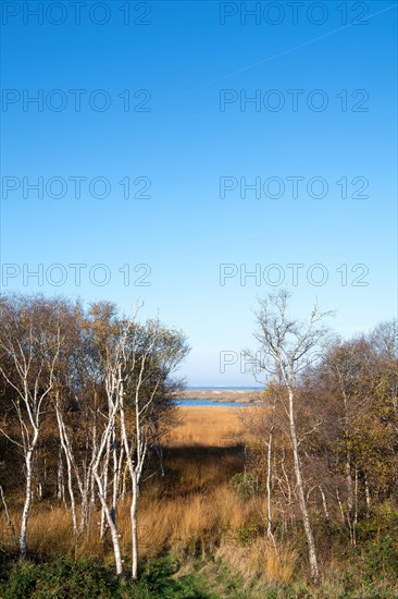 Floating bog