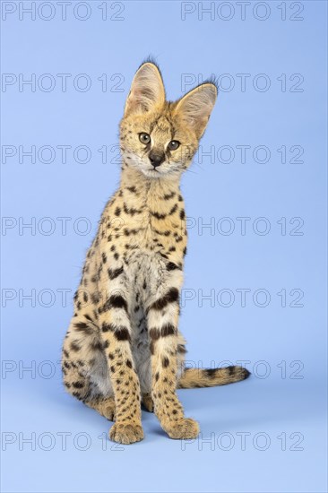 Serval