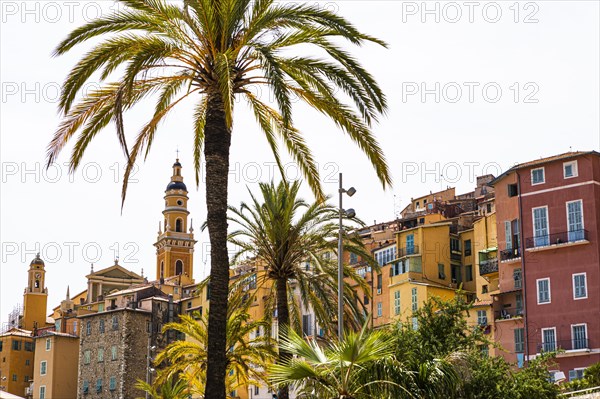 Palm trees on the boulevard in Menton